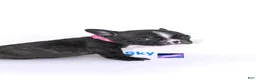 French Bulldog dogs for sale: Sky 🌌🐾 - Ad 2