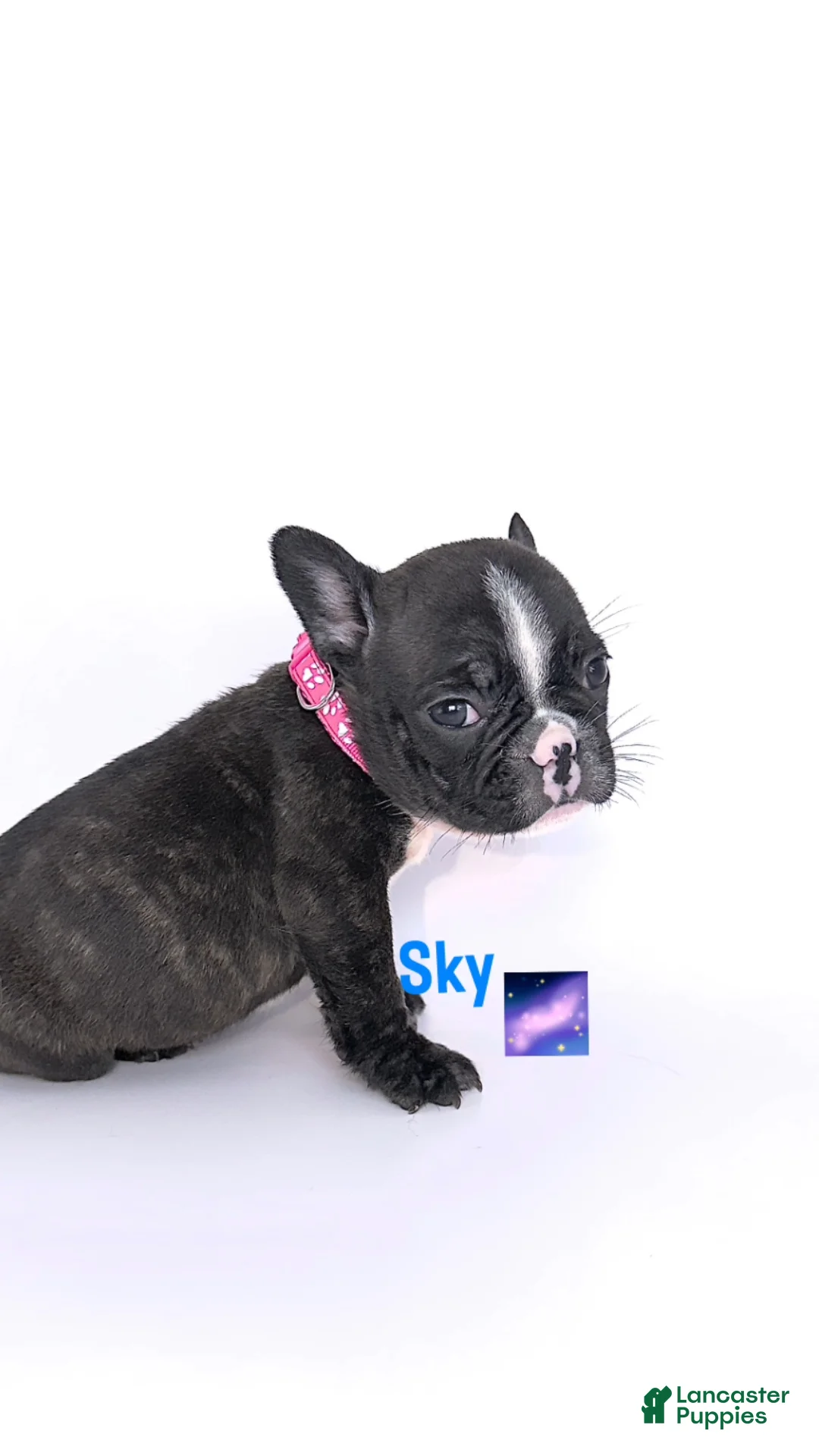 French Bulldog dogs for sale: Sky 🌌🐾 - Ad 2