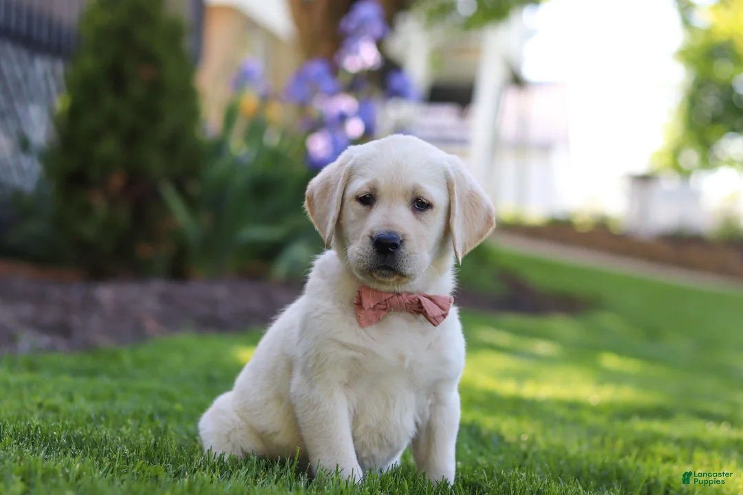 Labrador Retriever dogs for sale: Bela - Ad 2