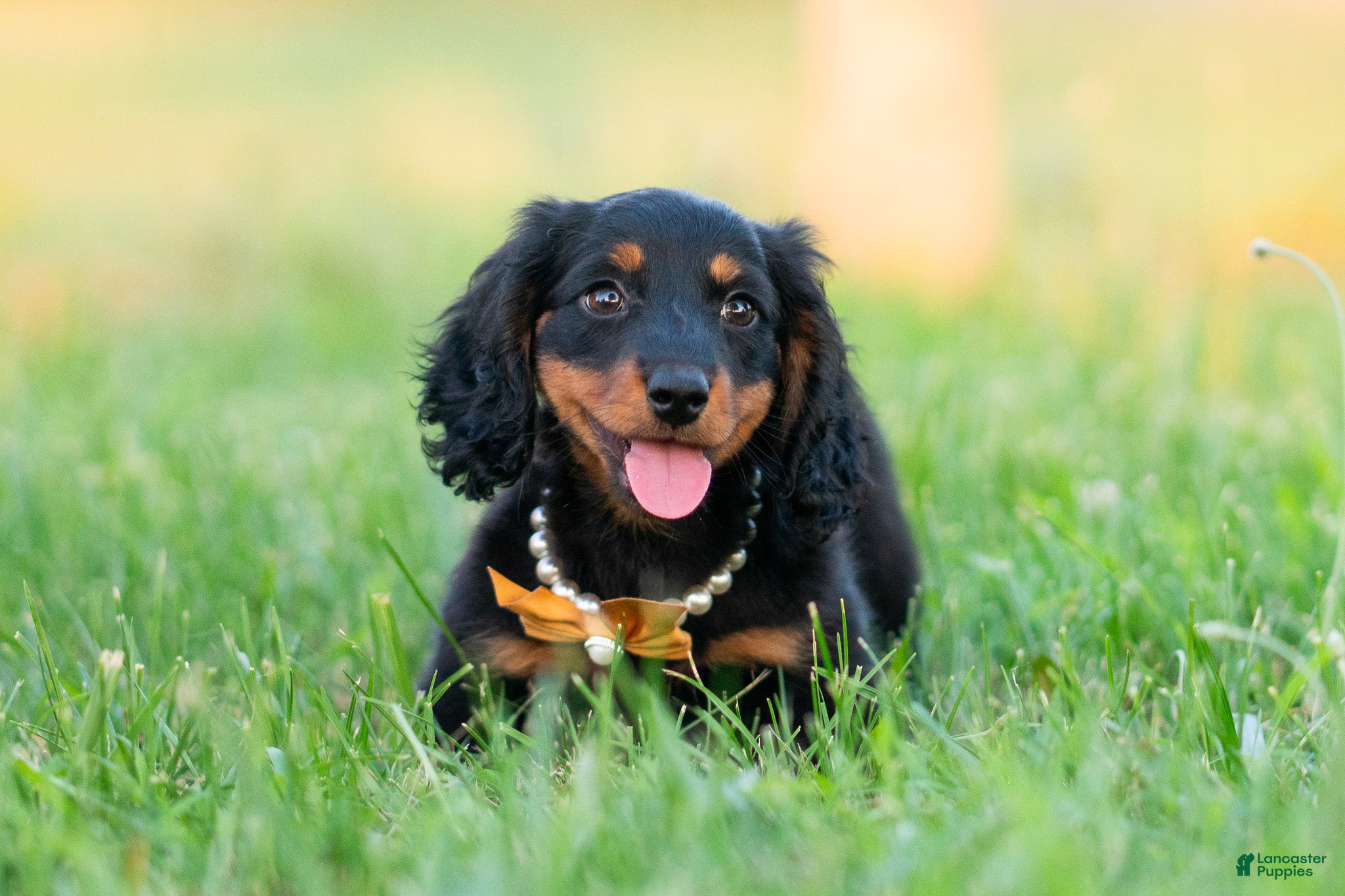 Miniature Dachshund dogs Domino - Ad 13