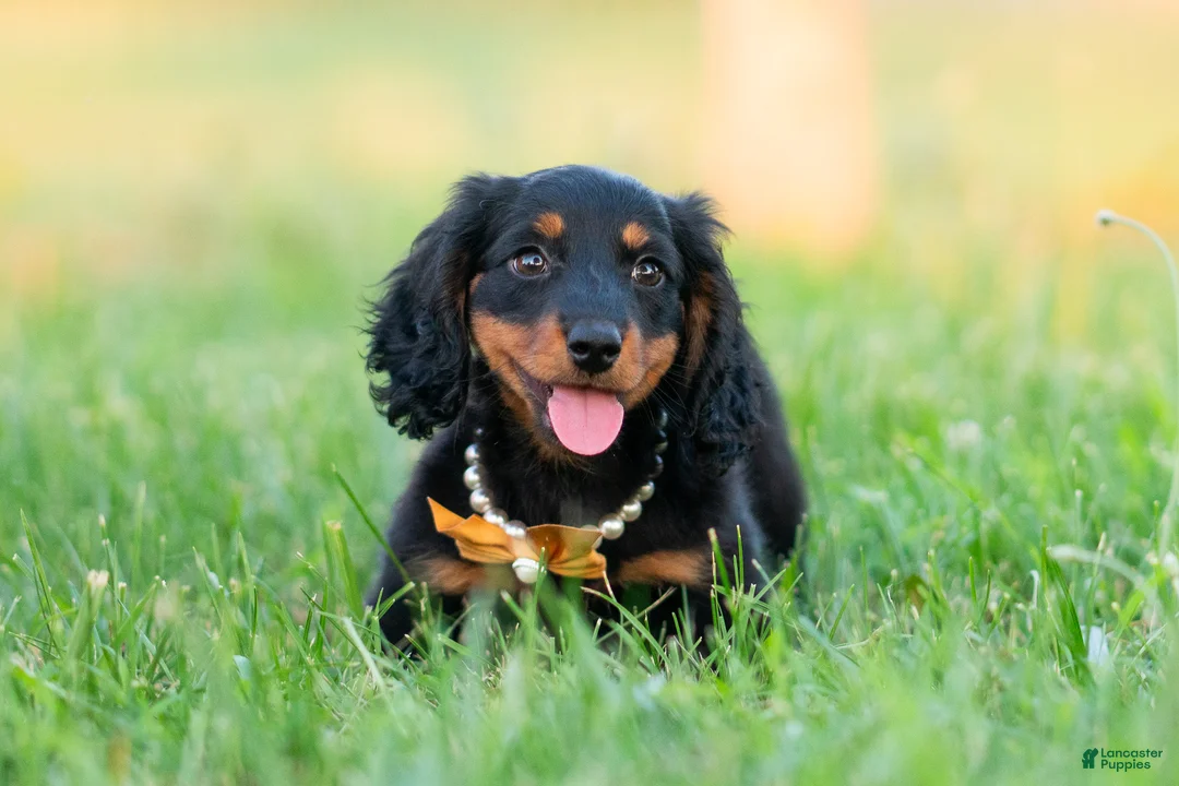 Miniature Dachshund dogs for sale: Domino - Ad 1