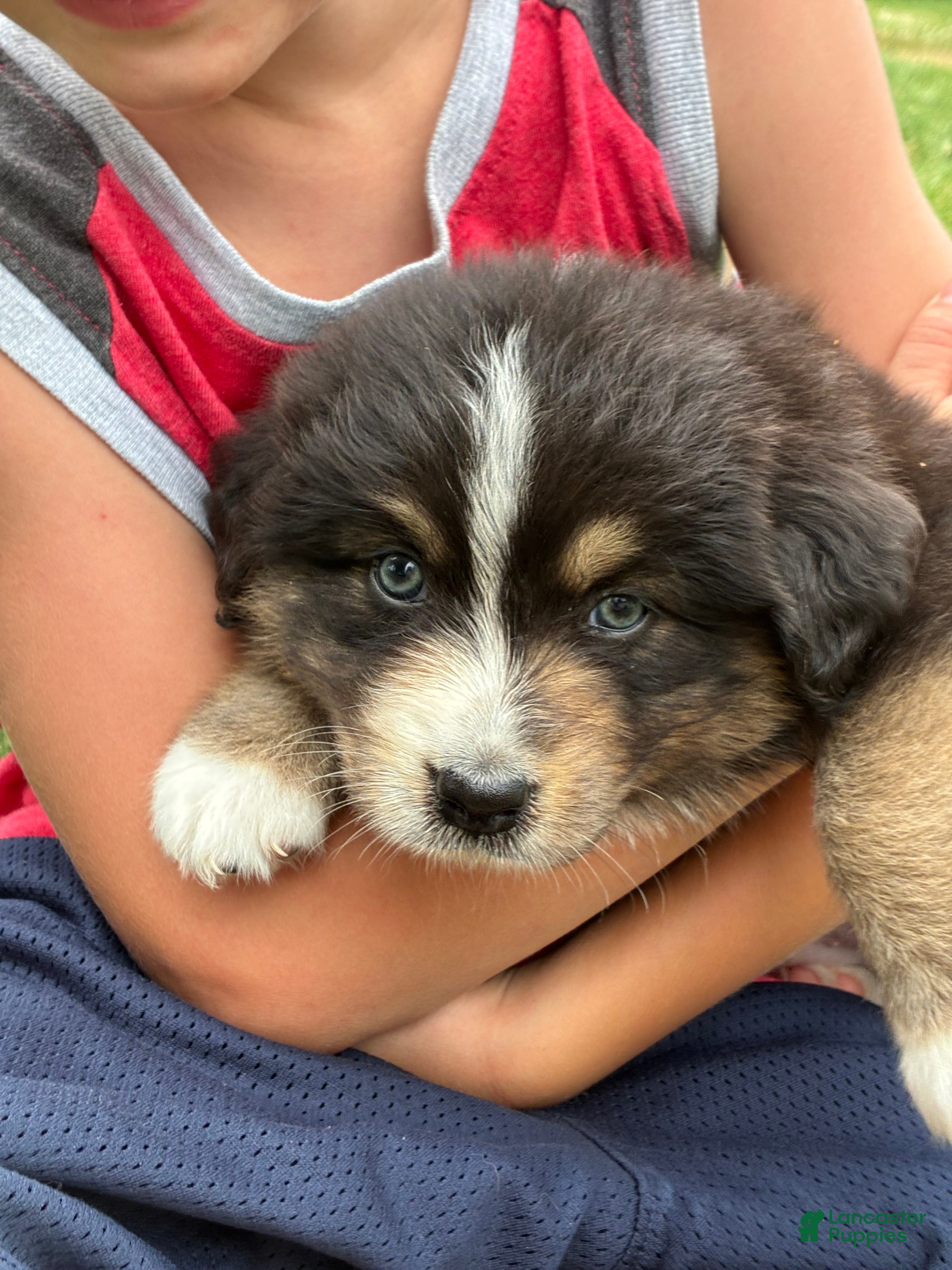 Australian Shepherd dogs for sale: Stetson  - Ad 2
