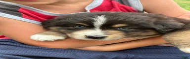 Stetson 