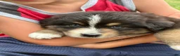 Australian Shepherd dogs for sale: Stetson  - Ad 1