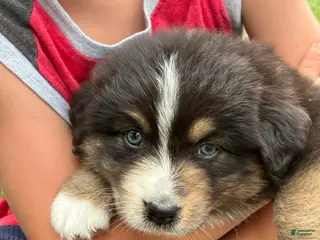 Australian Shepherd dogs Stetson - Ad 1
