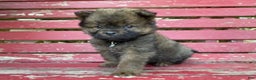 Chow Chow dogs for sale: Ana - Ad 3