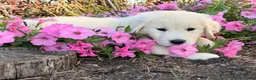 Golden Retriever dogs for sale: Milo  - Ad 2