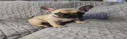 French Bulldog dogs for sale: Purple - Ad 2