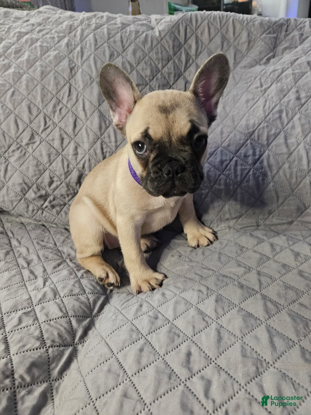 French Bulldog dogs for sale: Purple - Ad 2