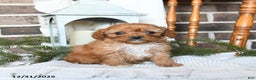 Cavapoo dogs for sale: Sophie - Ad 2