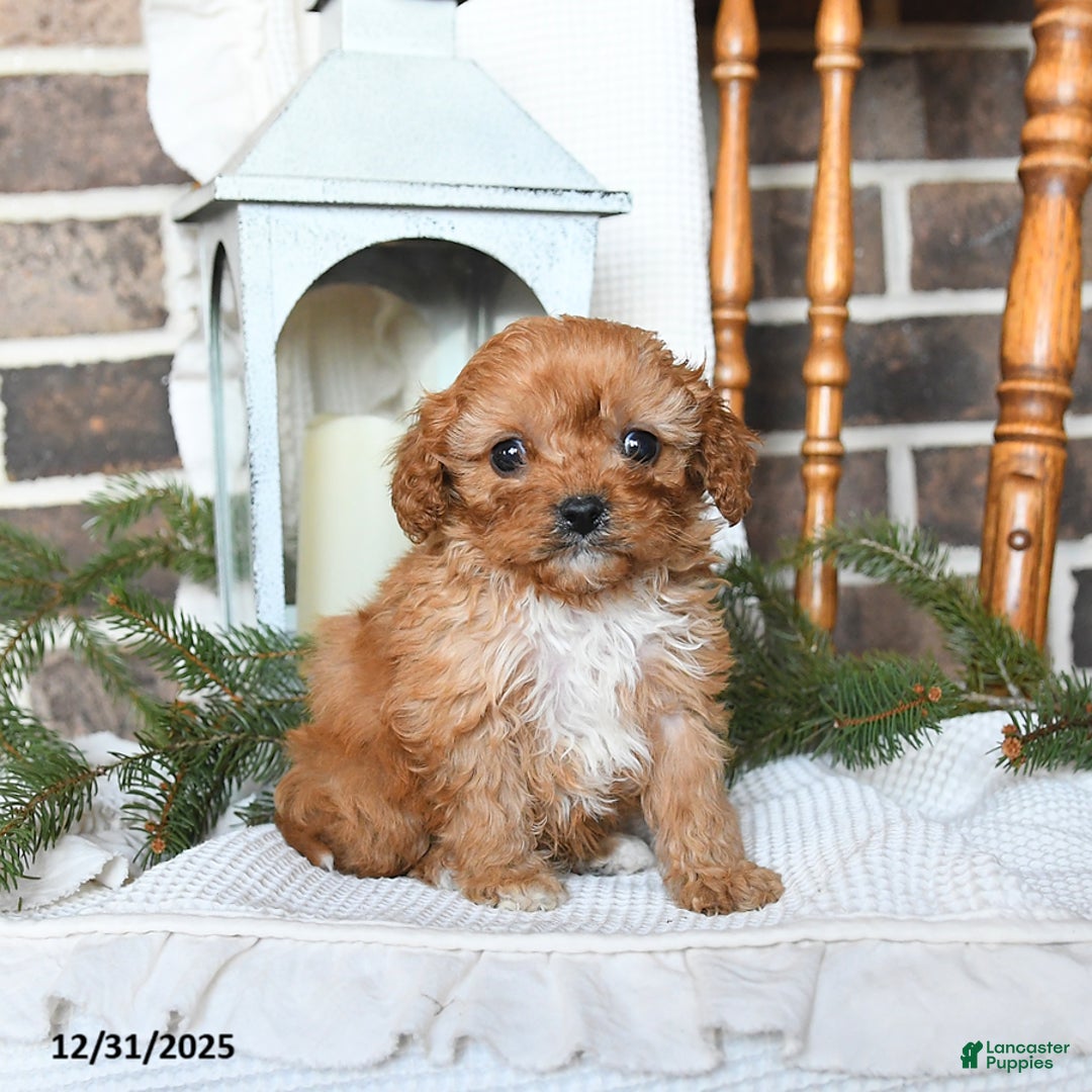 Cavapoo dogs for sale: Sophie - Ad 2