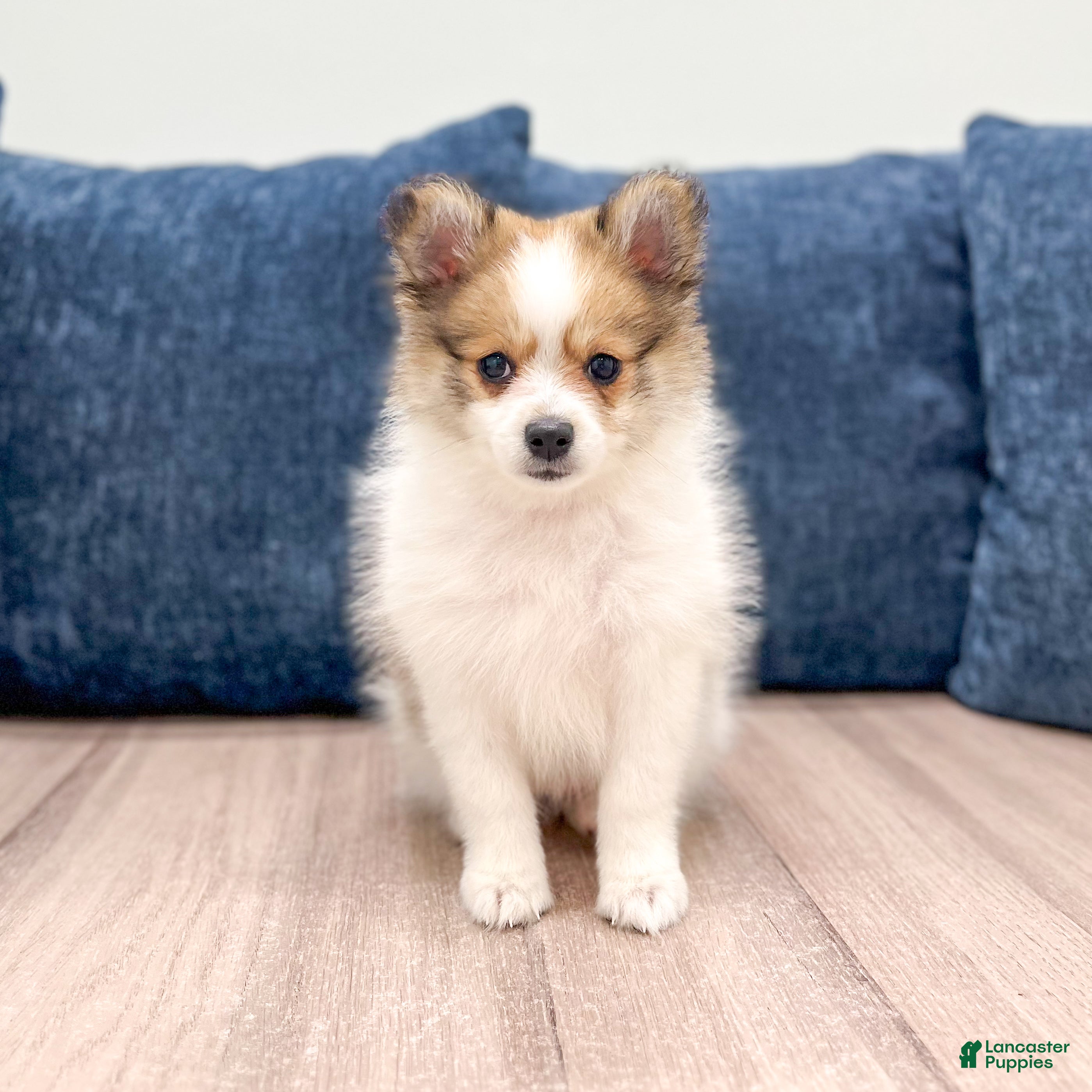Pomeranian dogs Bella - Ad 1