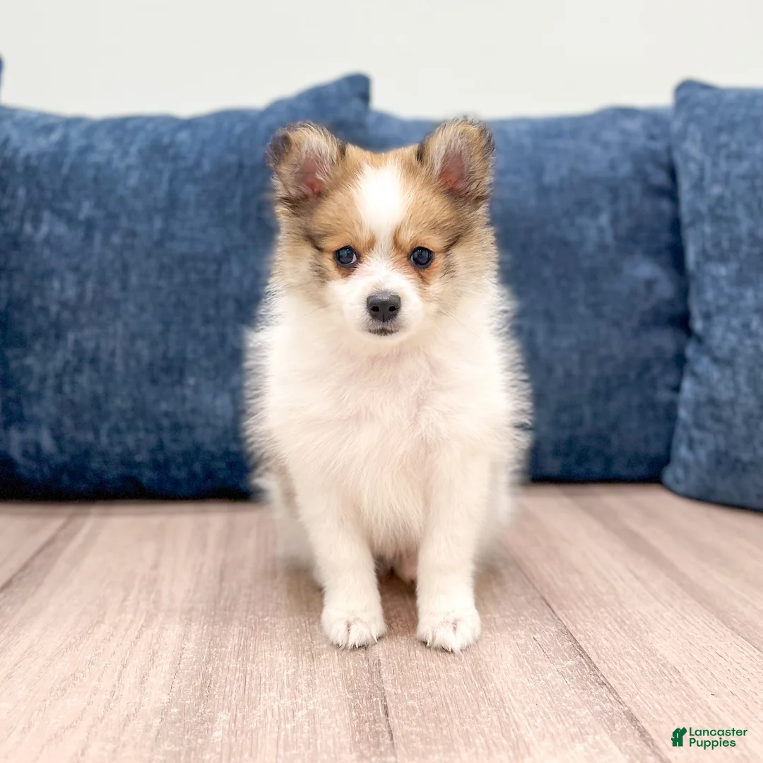 Pomeranian dogs for sale: Bella - Ad 1