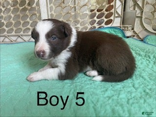 Border Collie dogs Border Collie 2 - Ad 16