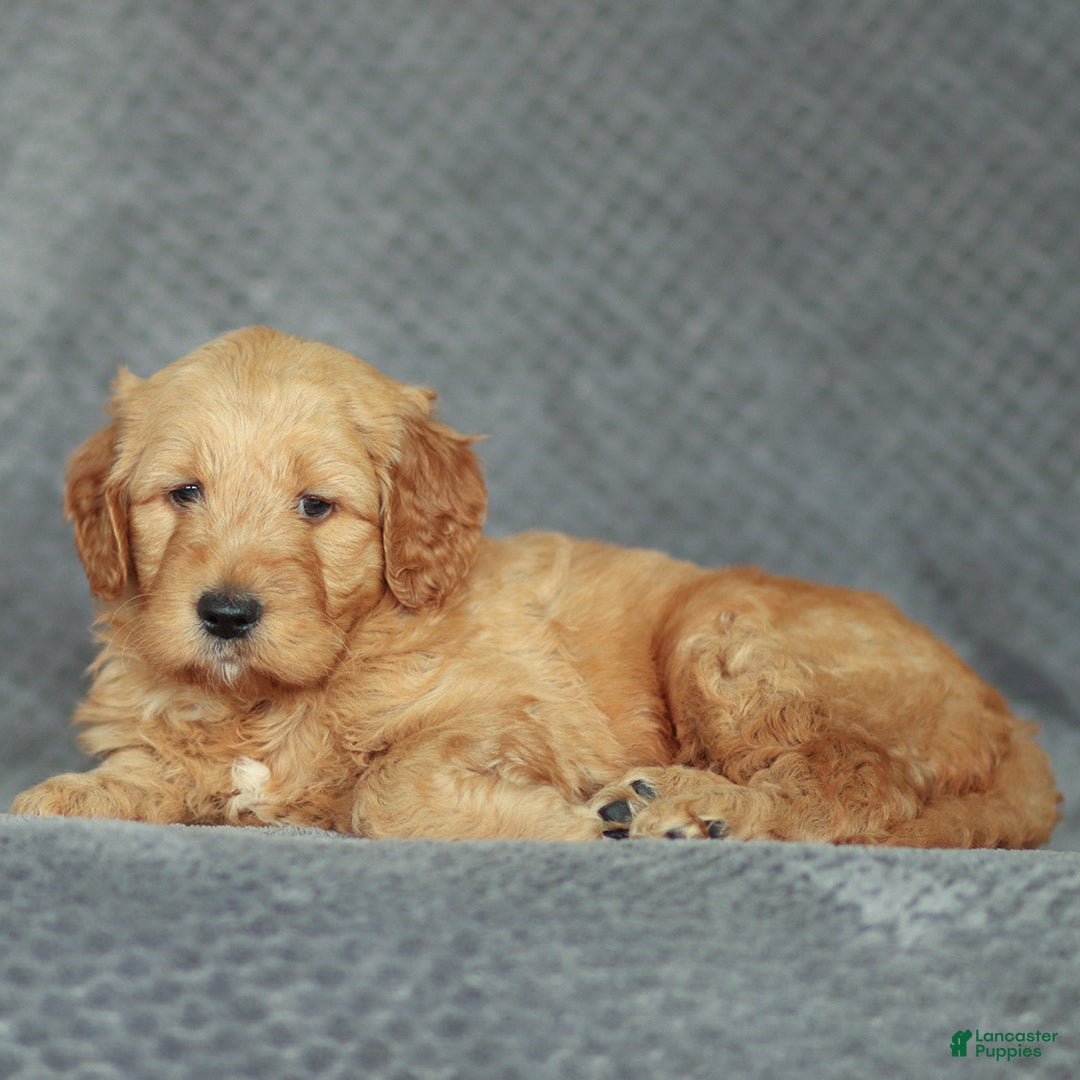 Mini Goldendoodle dogs for sale: Rocky - Ad 2