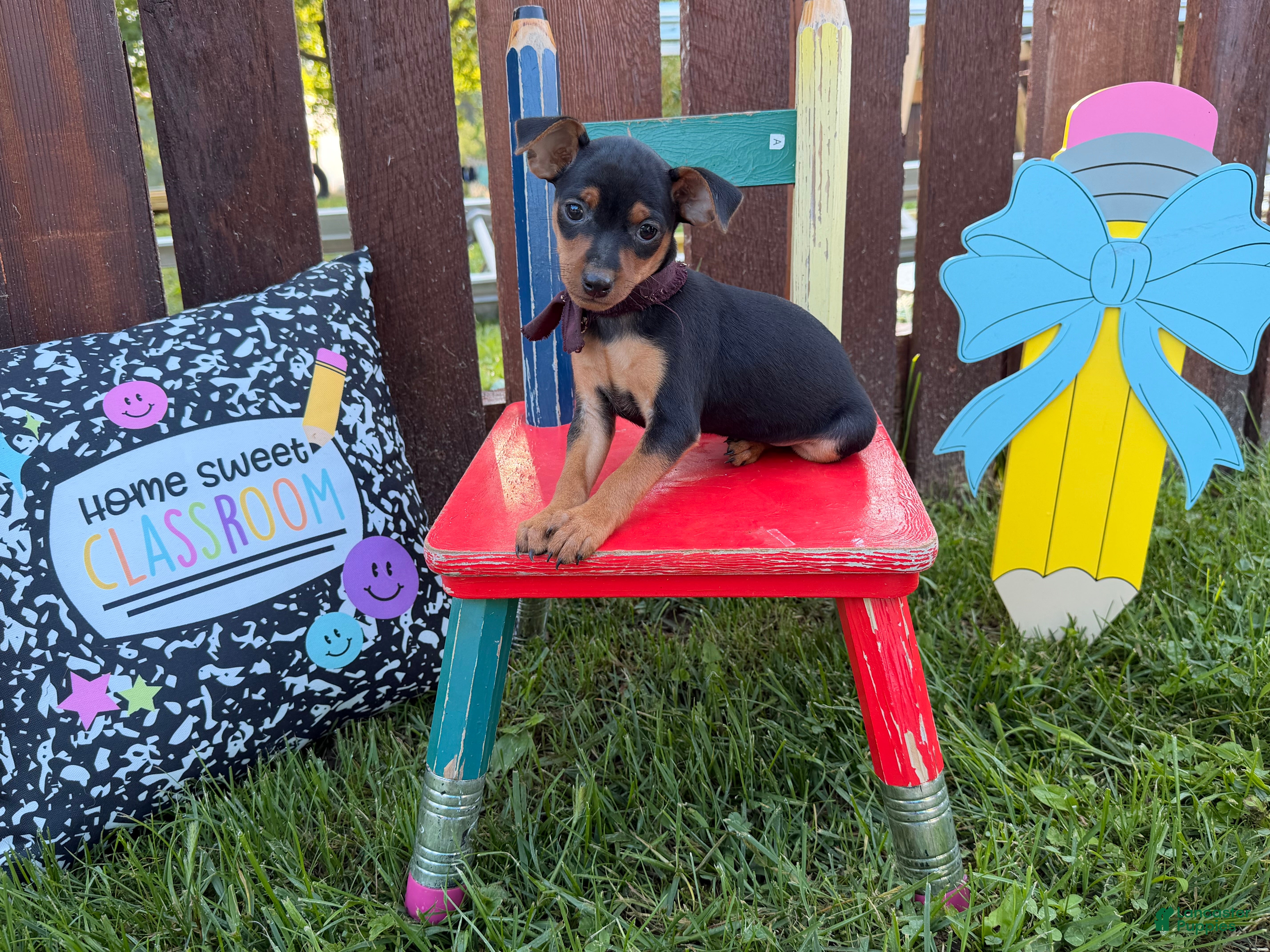 Miniature Pinscher dogs Martha  - Ad 1