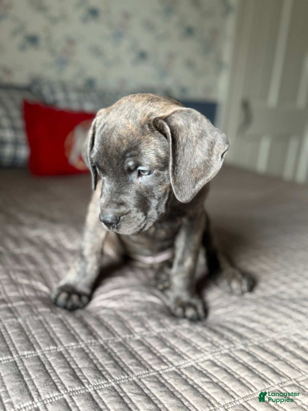 Cane Corso dogs for sale: Stormii - Ad 15