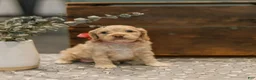 Cockapoo dogs for sale: Delilah  - Ad 4