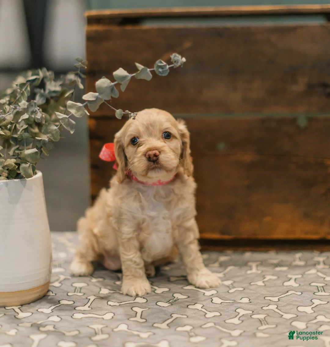 Cockapoo dogs for sale: Delilah  - Ad 4