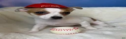 Chihuahua dogs for sale: Chihuahua Puppy 1 - Ad 8