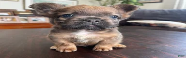 Twix