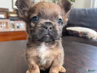 French Bulldog dogs Twix - Ad 2