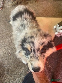 Australian Shepherd dogs Australian Shepherd 3 - Ad 1