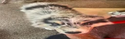 Australian Shepherd dogs for sale: Australian Shepherd 3 - Ad 1