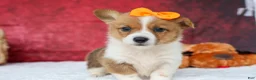 Welsh Corgi Pembroke dogs for sale: Audrey🦴  - Ad 5