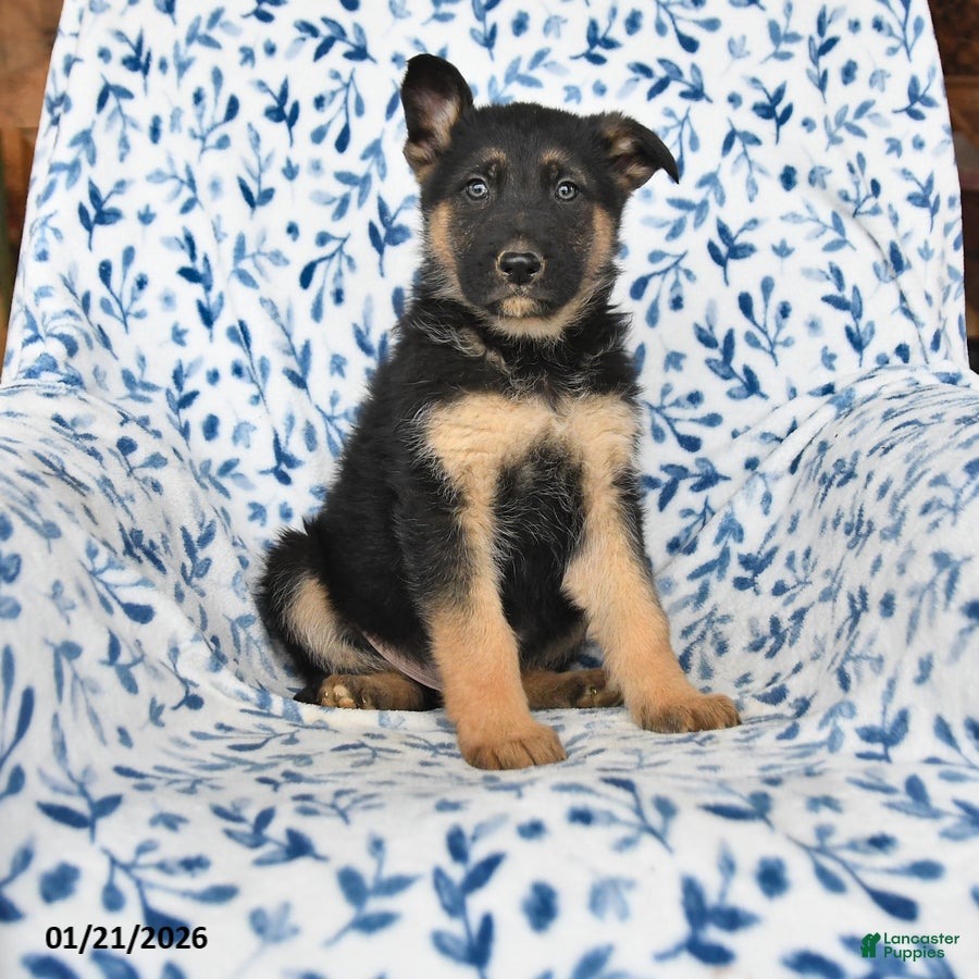 German Shepherd dogs Lighting - Ad 18