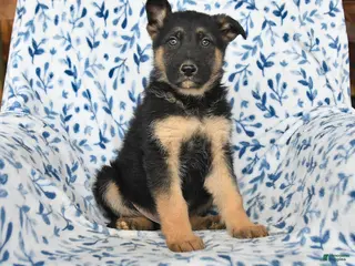 German Shepherd dogs Lighting - Ad 3