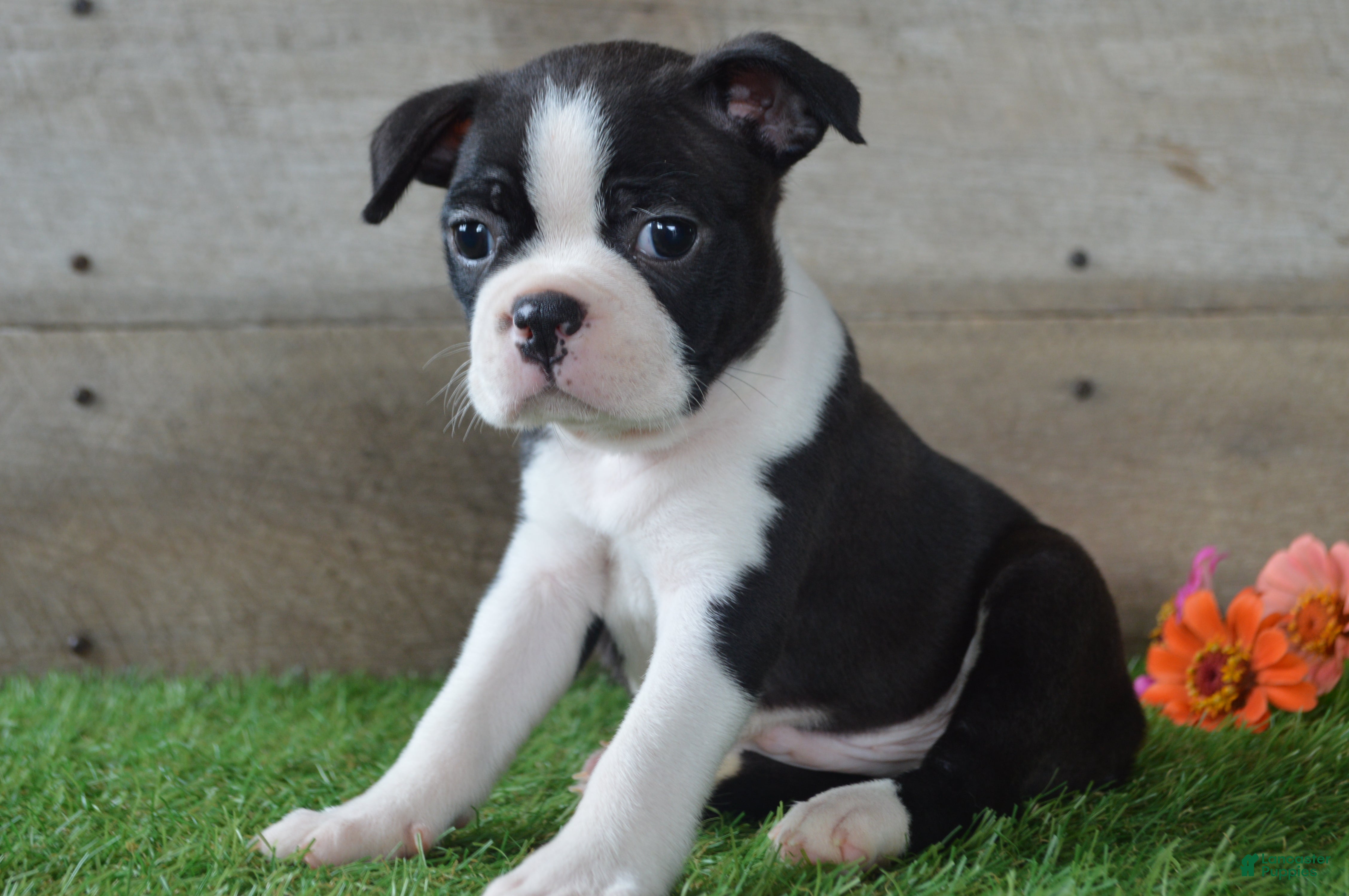 Boston Terrier dogs Jayce - Ad 1