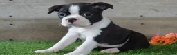 Boston Terrier dogs for sale: Jayce - Ad 1
