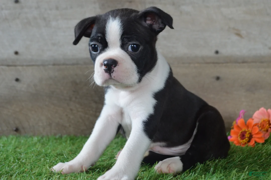 Boston Terrier dogs for sale: Jayce - Ad 1