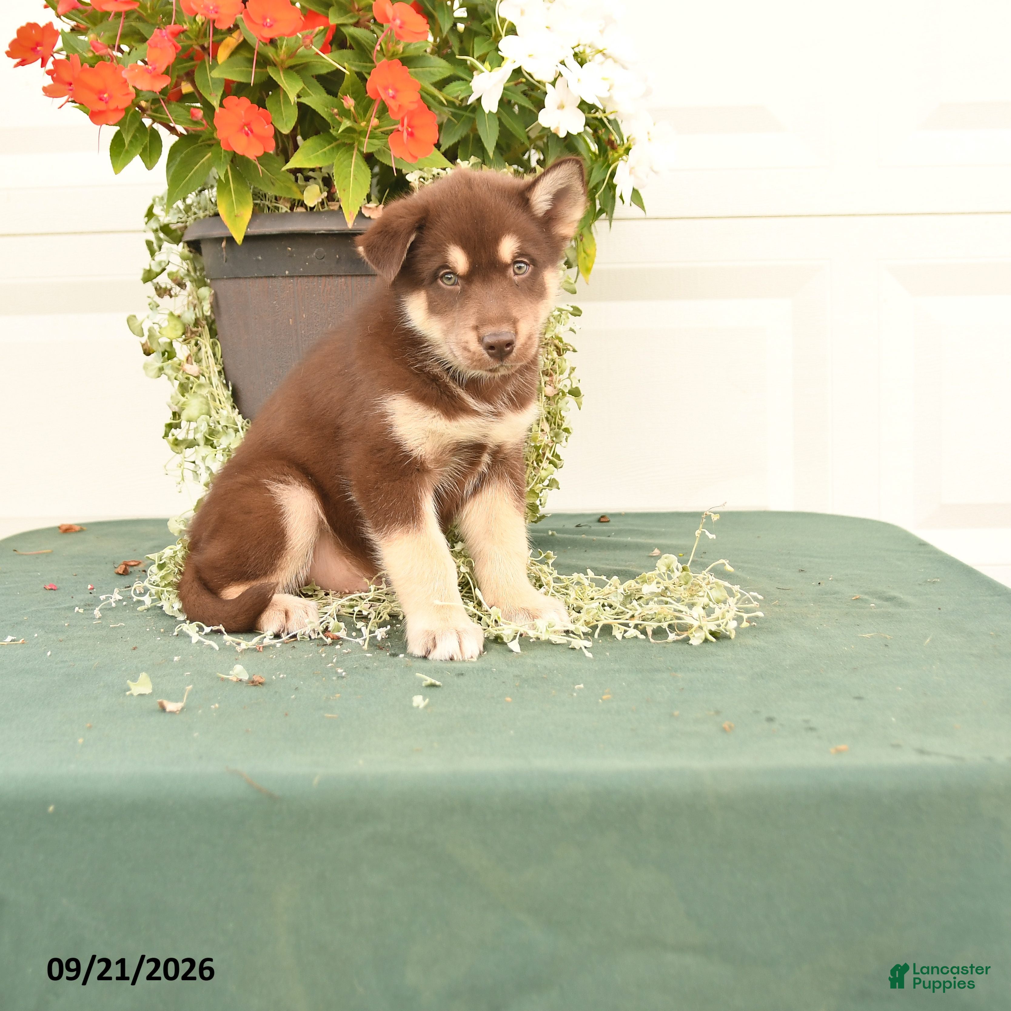 Alaskan Malamute dogs Chester - Ad 1