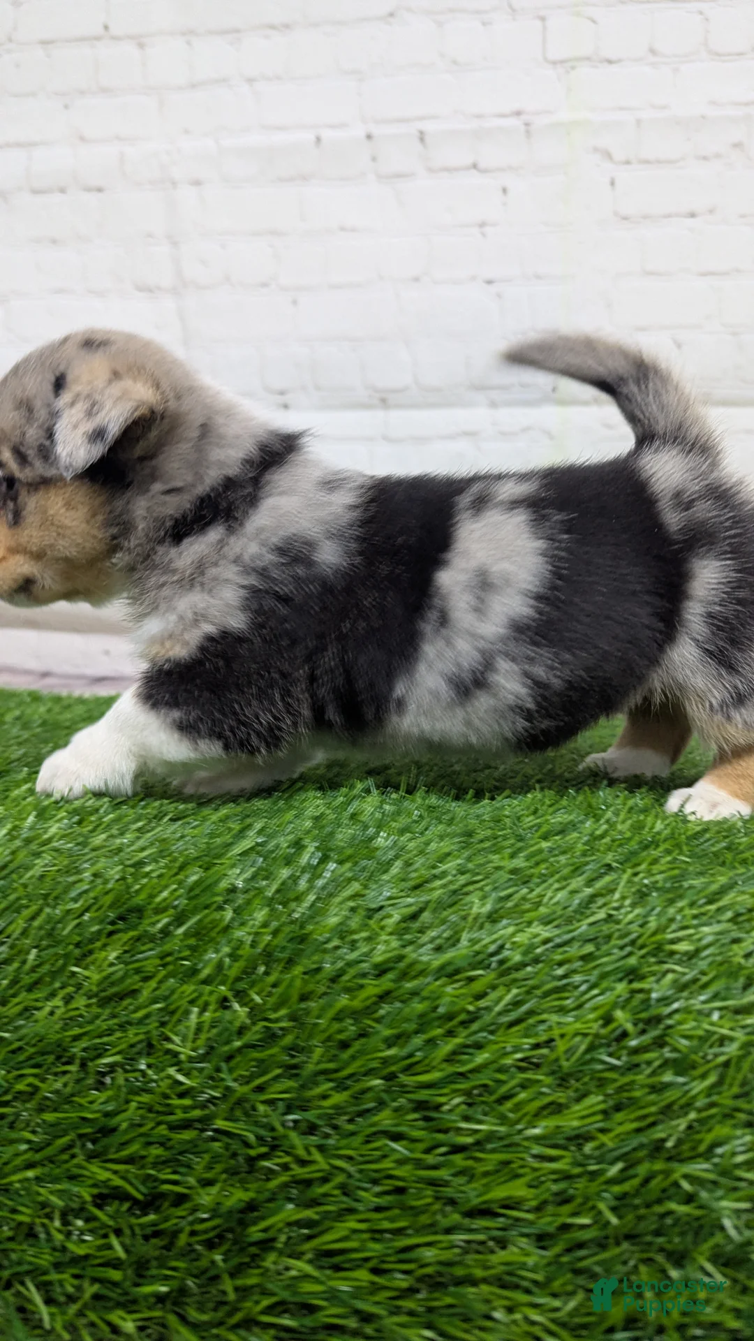 Welsh Corgi Pembroke dogs for sale: Alli - Ad 2