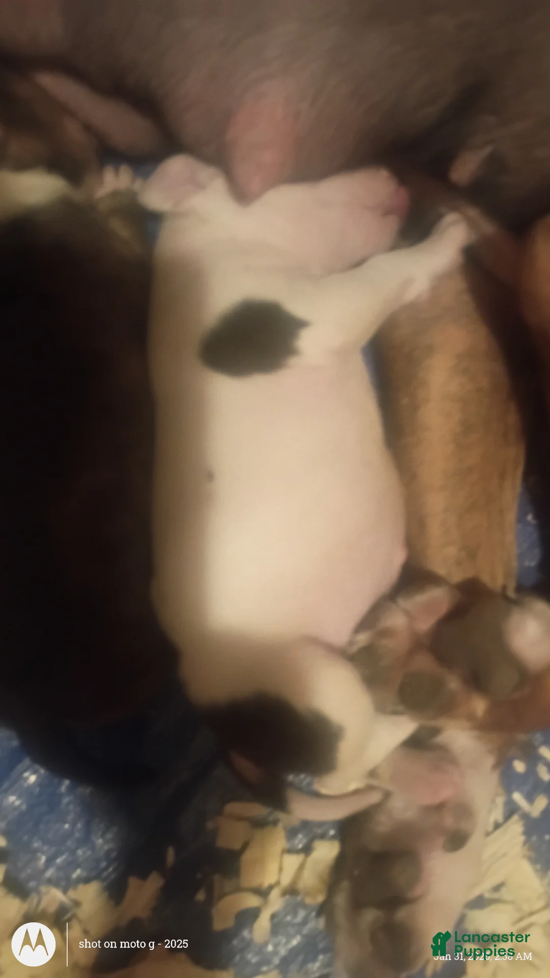 American Pit Bull Terrier dogs for sale: American Pit Bull Terrier Puppy 5 - Ad 2