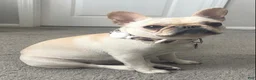 French Bulldog dogs for sale: Poppy Playtime  - Ad 2