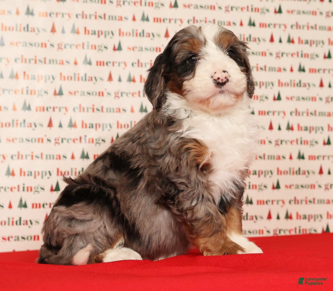 Mini Bernedoodle dogs for sale: Dasher - Ad 6