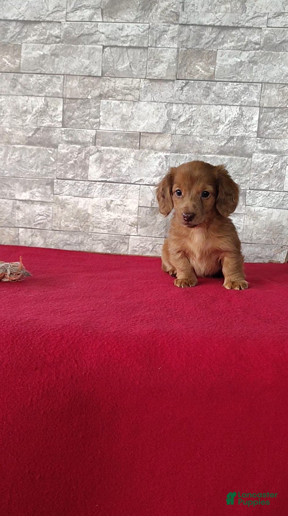 Miniature Dachshund dogs Logan - Ad 1
