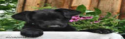 Sheprador dogs for sale: Dike  - Ad 1