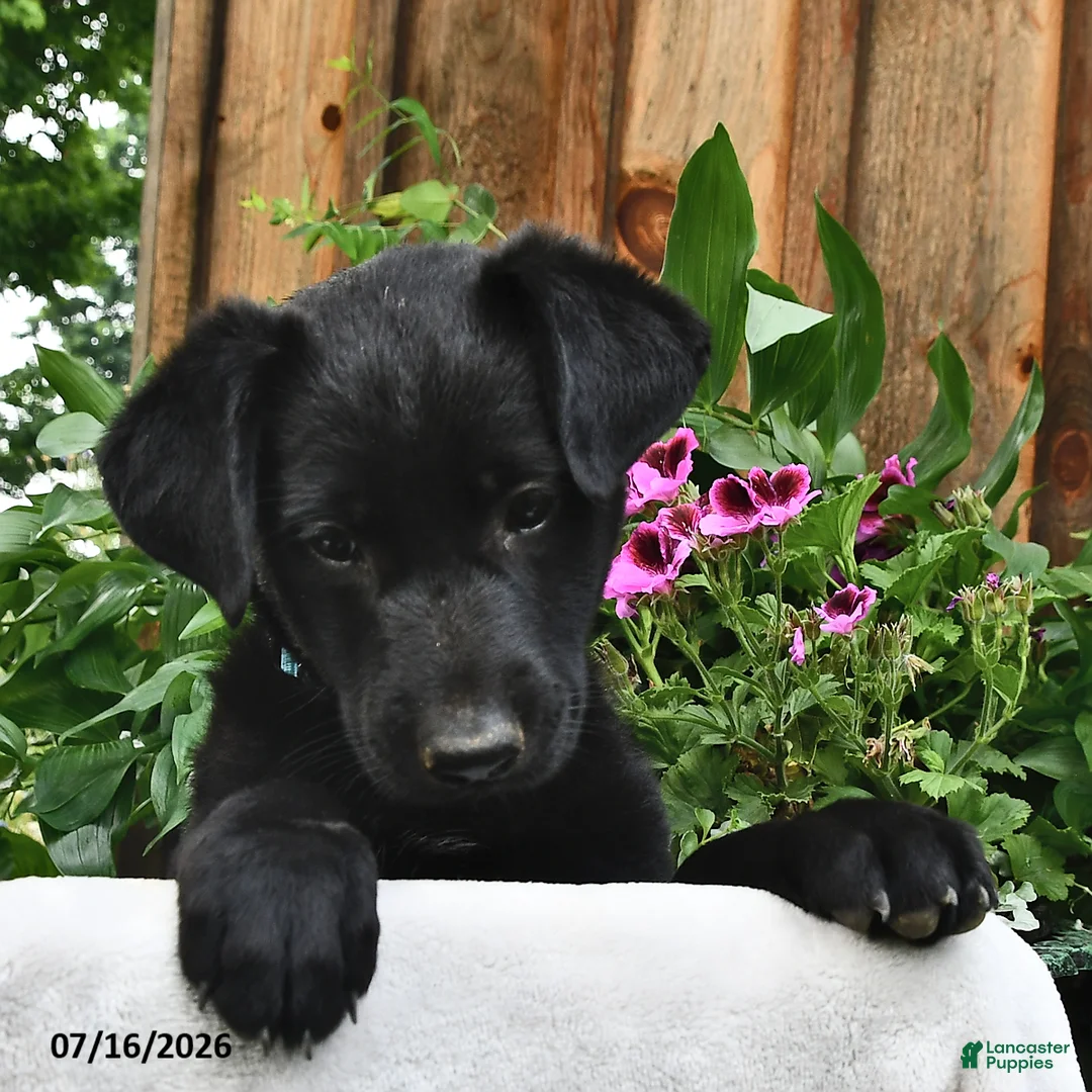 Sheprador dogs for sale: Dike  - Ad 1