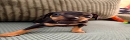 Miniature Pinscher dogs for sale: Leo - Ad 14