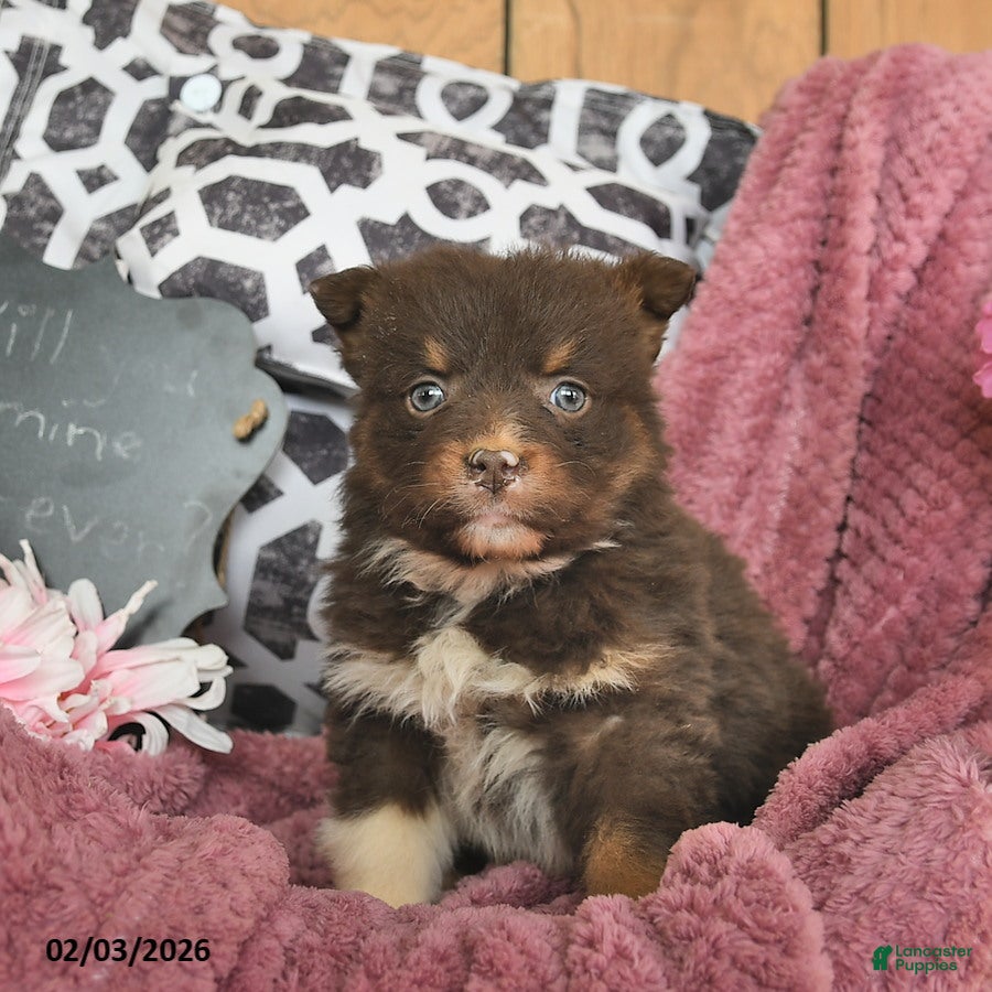 Australian Shepherd dogs Melody  - Ad 1