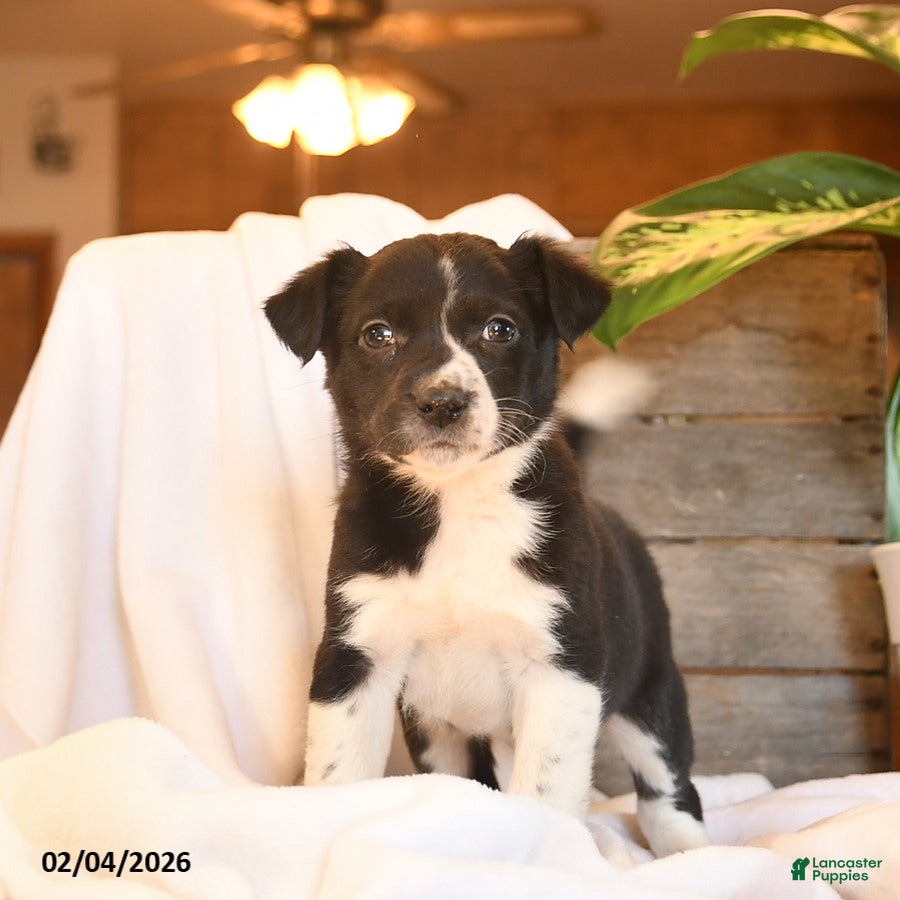 Mixed Breed dogs Nia  - Ad 23