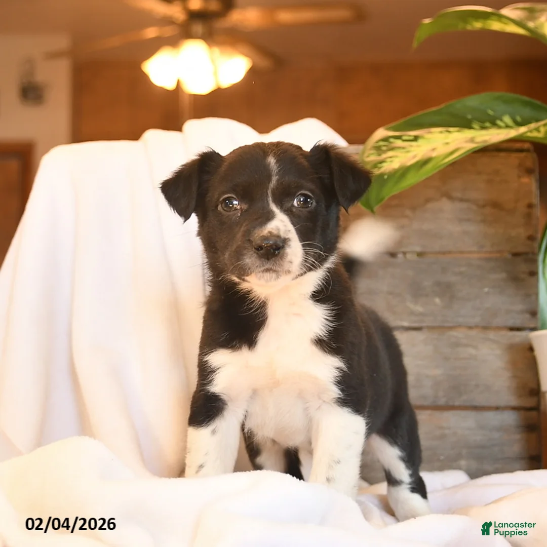 Mixed Breed dogs for sale: Nia  - Ad 1