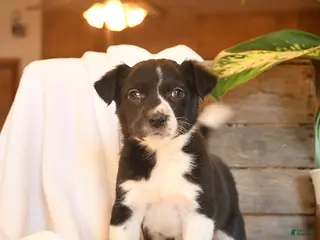 Mixed Breed dogs Nia - Ad 23