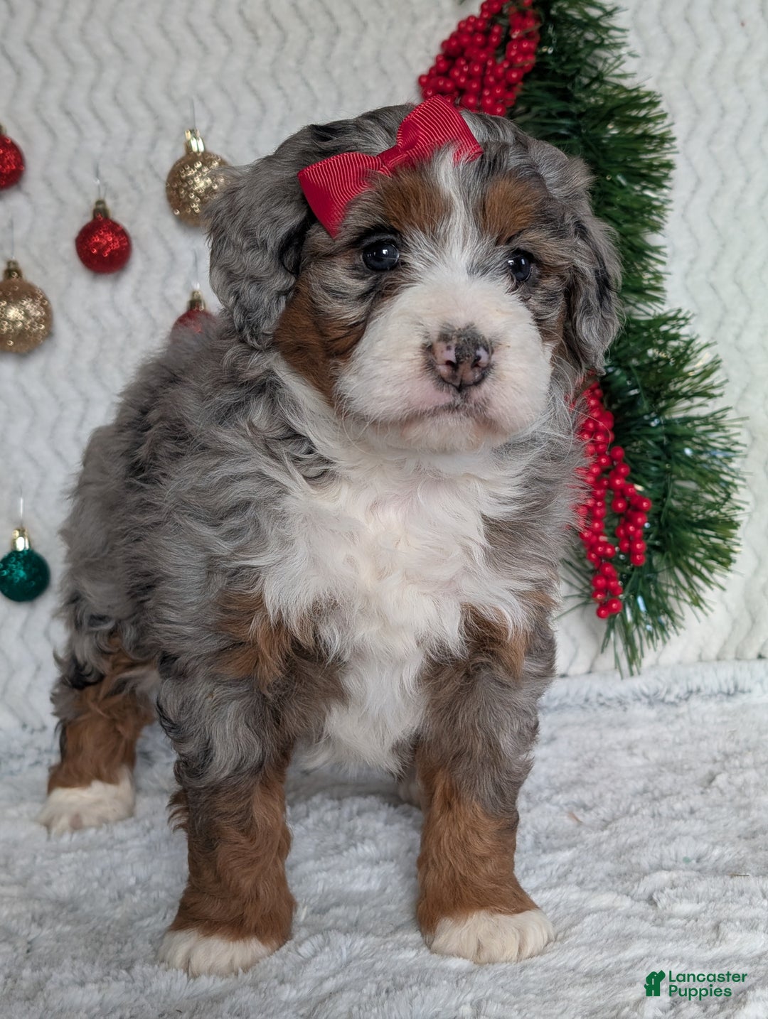 Mini Bernedoodle dogs for sale: Mini Opal  - Ad 9