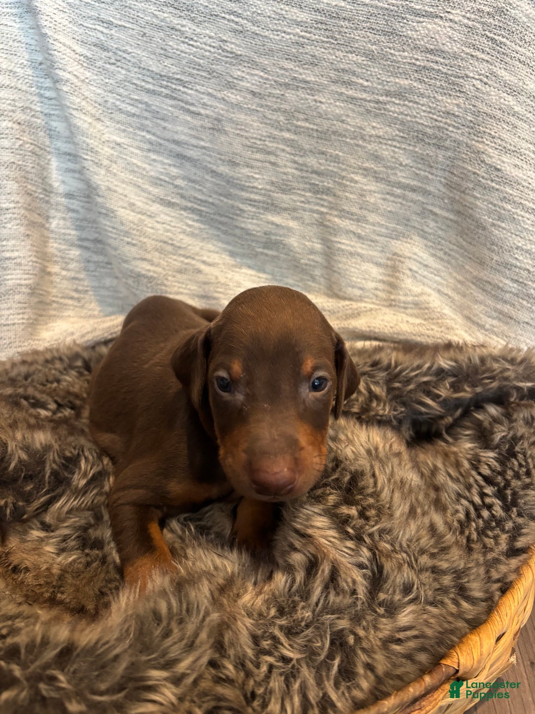Doberman Pinscher dogs for sale: Roxy - Ad 1