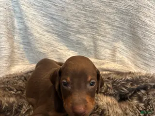 Doberman Pinscher dogs Roxy - Ad 11